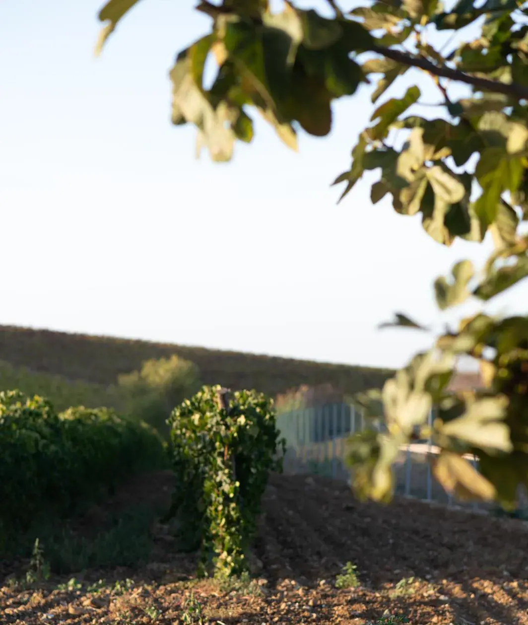 domenico-lombardo-vini-sicilia-vivignato-dove-vive-la-vigna-image3 2 1